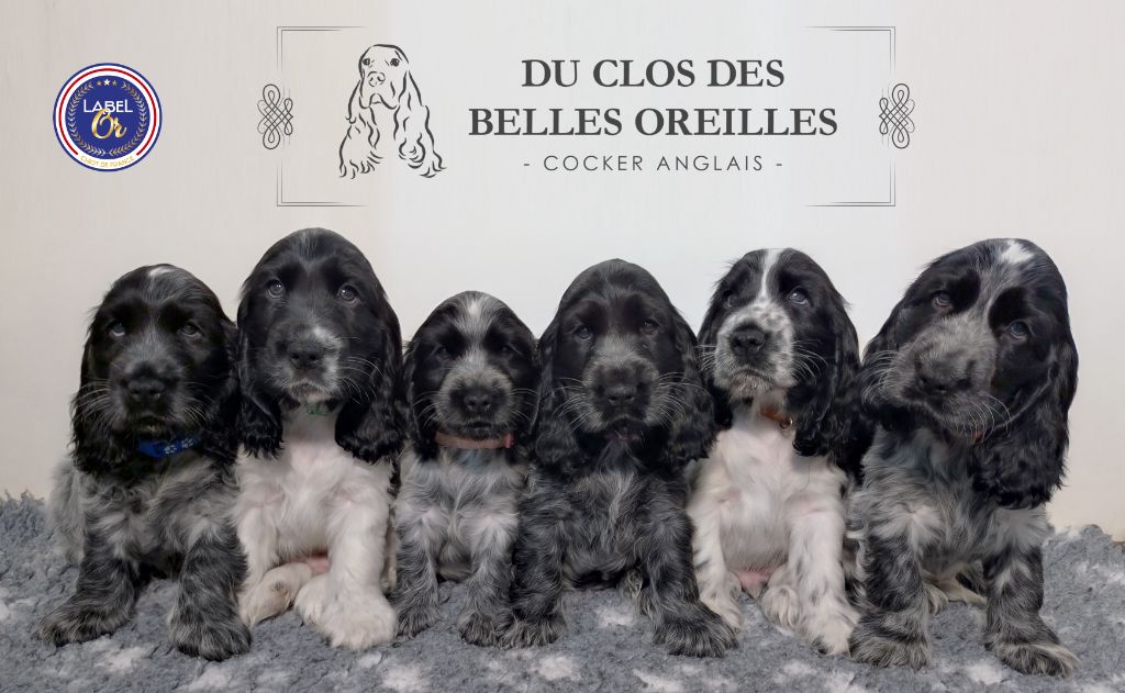 Du Clos Des Belles Oreilles - Chiots Cocker Anglais disponibles décembre 2024