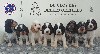  - Chiots cockers anglais disponibles fin juin 2023