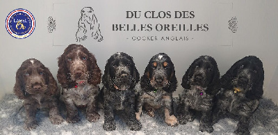 Du Clos Des Belles Oreilles - Cocker Spaniel Anglais - Portée née le 23/11/2020