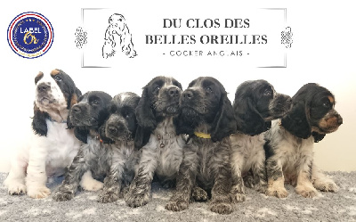 Du Clos Des Belles Oreilles - Cocker Spaniel Anglais - Portée née le 24/05/2023