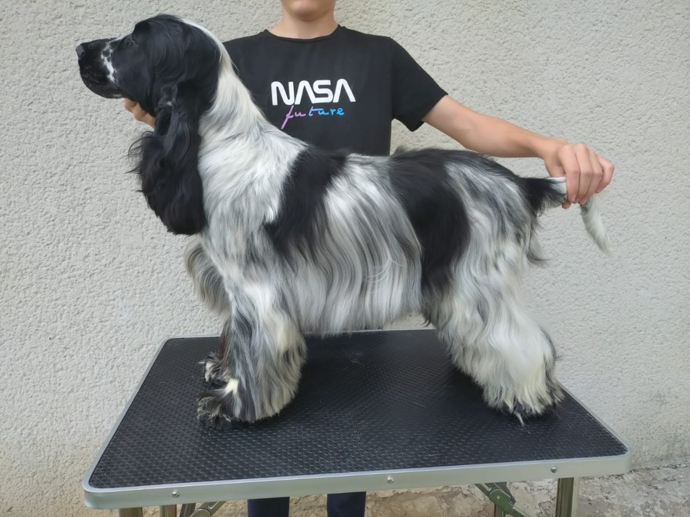 CH. Viva Las Vegas Du Clos Des Belles Oreilles