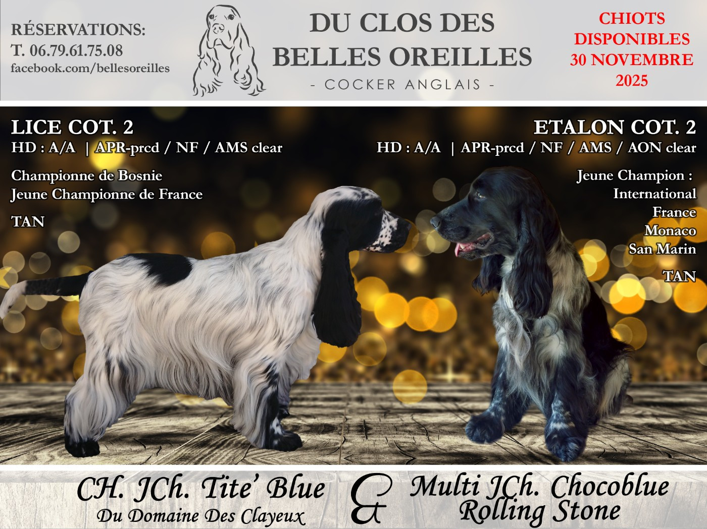 Chiots Cockers Anglais disponibles fin novembre 2025