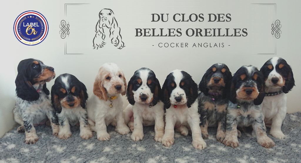 Chiots cockers anglais disponibles fin juin 2023