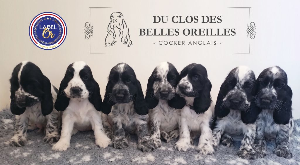 Chiots Cockers Anglais disponibles fin février 2025