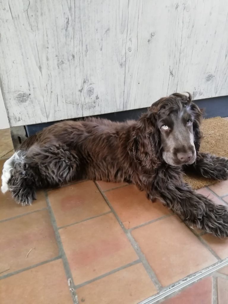 Chiots du Clos Des Belles Oreilles