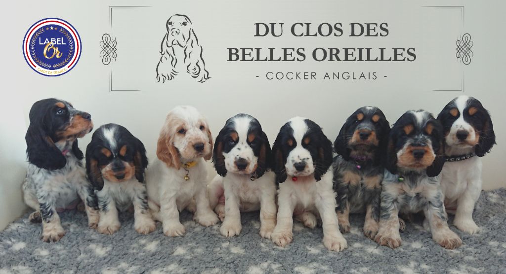 Du Clos Des Belles Oreilles - Cocker Spaniel Anglais - Portée née le 04/05/2023
