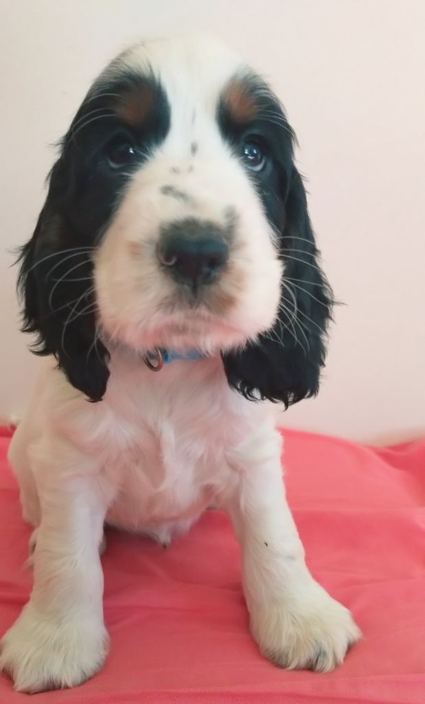 Du Clos Des Belles Oreilles - Chiots disponibles - Cocker Spaniel Anglais