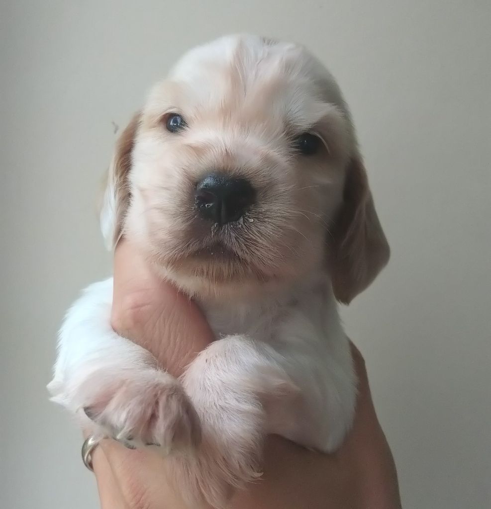 Du Clos Des Belles Oreilles - Chiots disponibles - Cocker Spaniel Anglais