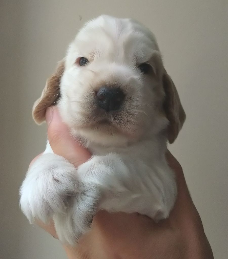 Du Clos Des Belles Oreilles - Chiots disponibles - Cocker Spaniel Anglais