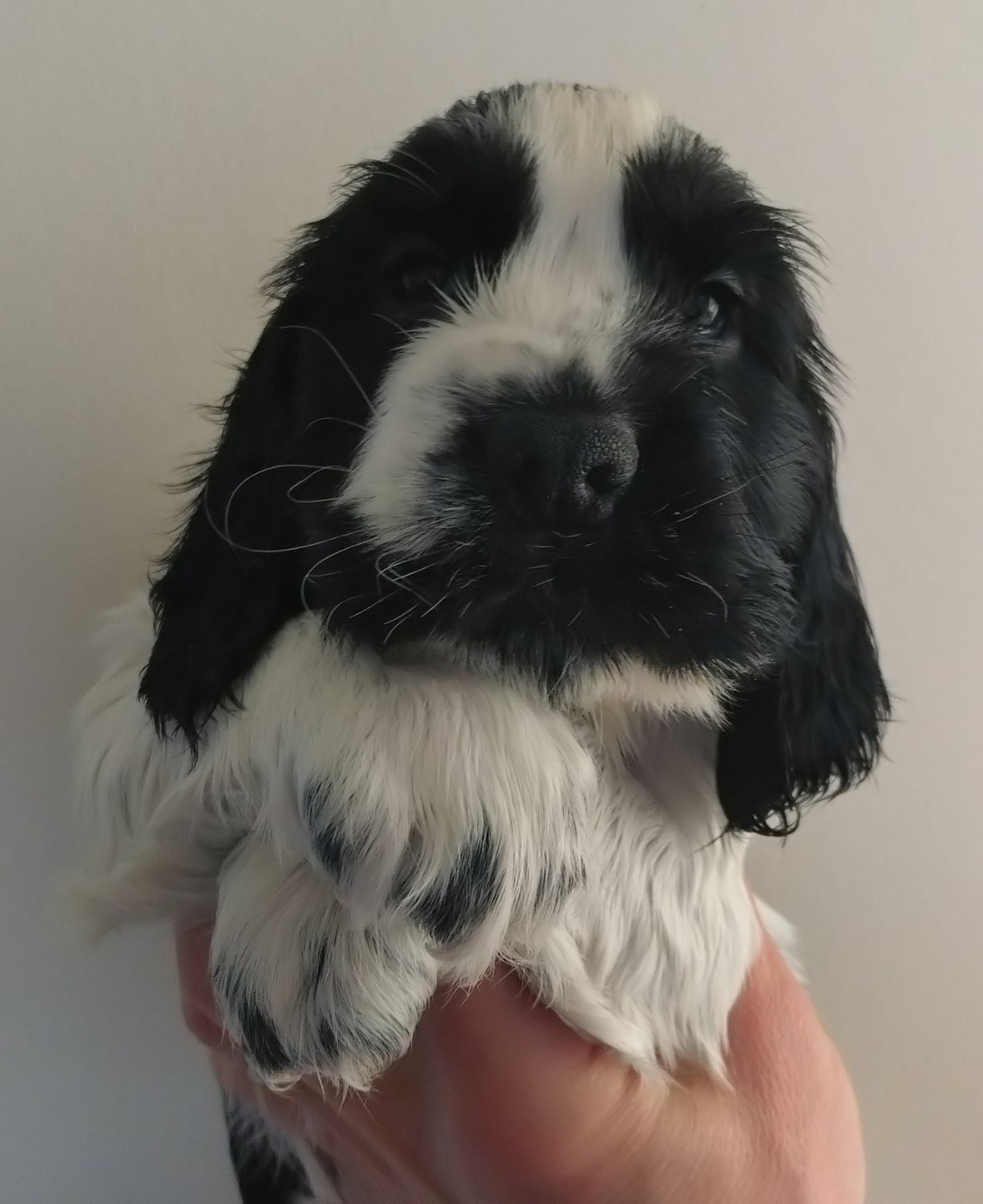 Du Clos Des Belles Oreilles - Chiots disponibles - Cocker Spaniel Anglais