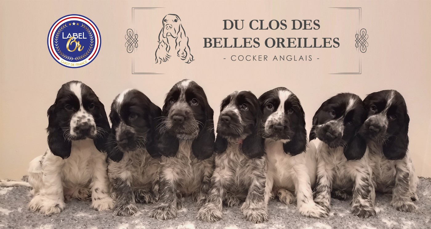 Chiot Cocker Spaniel Anglais Du Clos Des Belles Oreilles
