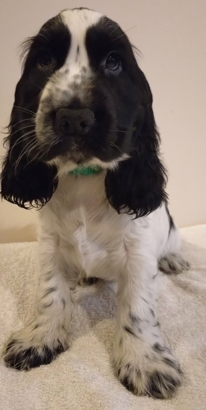 Du Clos Des Belles Oreilles - Chiots disponibles - Cocker Spaniel Anglais