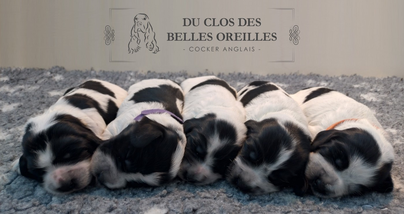 Chiot Cocker Spaniel Anglais Du Clos Des Belles Oreilles