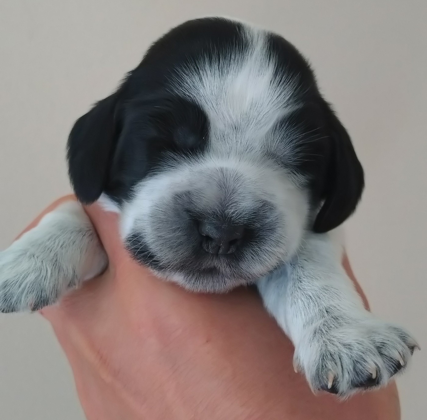 Du Clos Des Belles Oreilles - Chiots disponibles - Cocker Spaniel Anglais