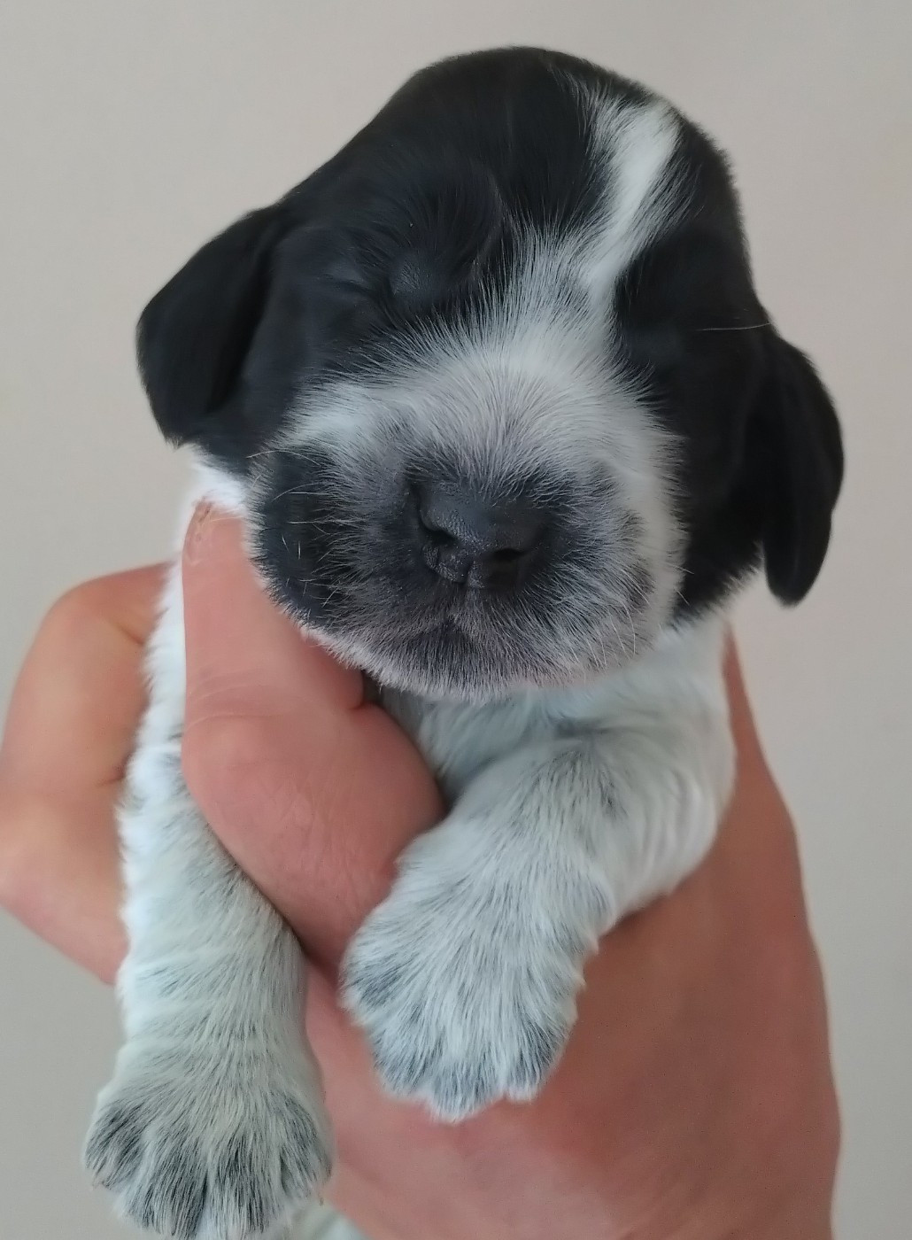 Du Clos Des Belles Oreilles - Chiots disponibles - Cocker Spaniel Anglais