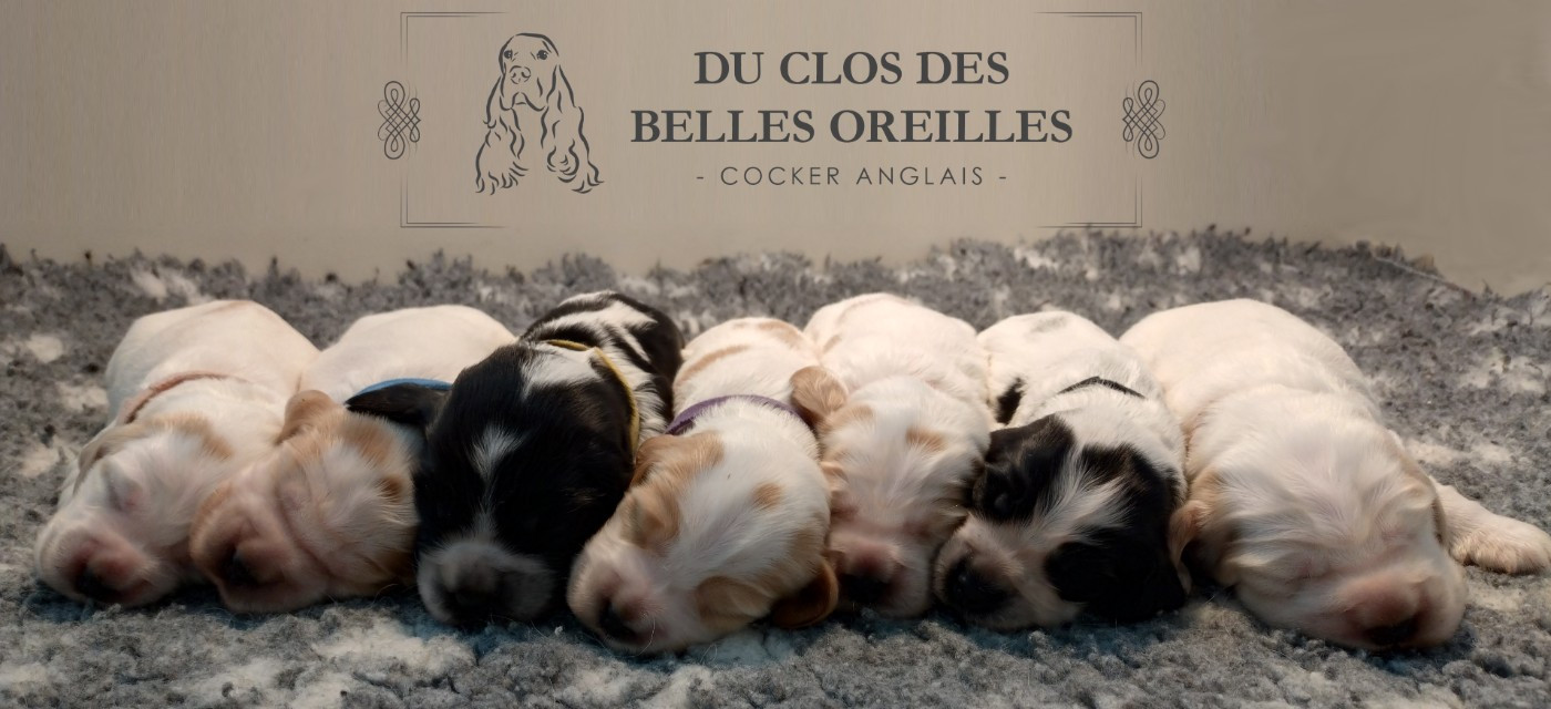 Chiot Cocker Spaniel Anglais Du Clos Des Belles Oreilles