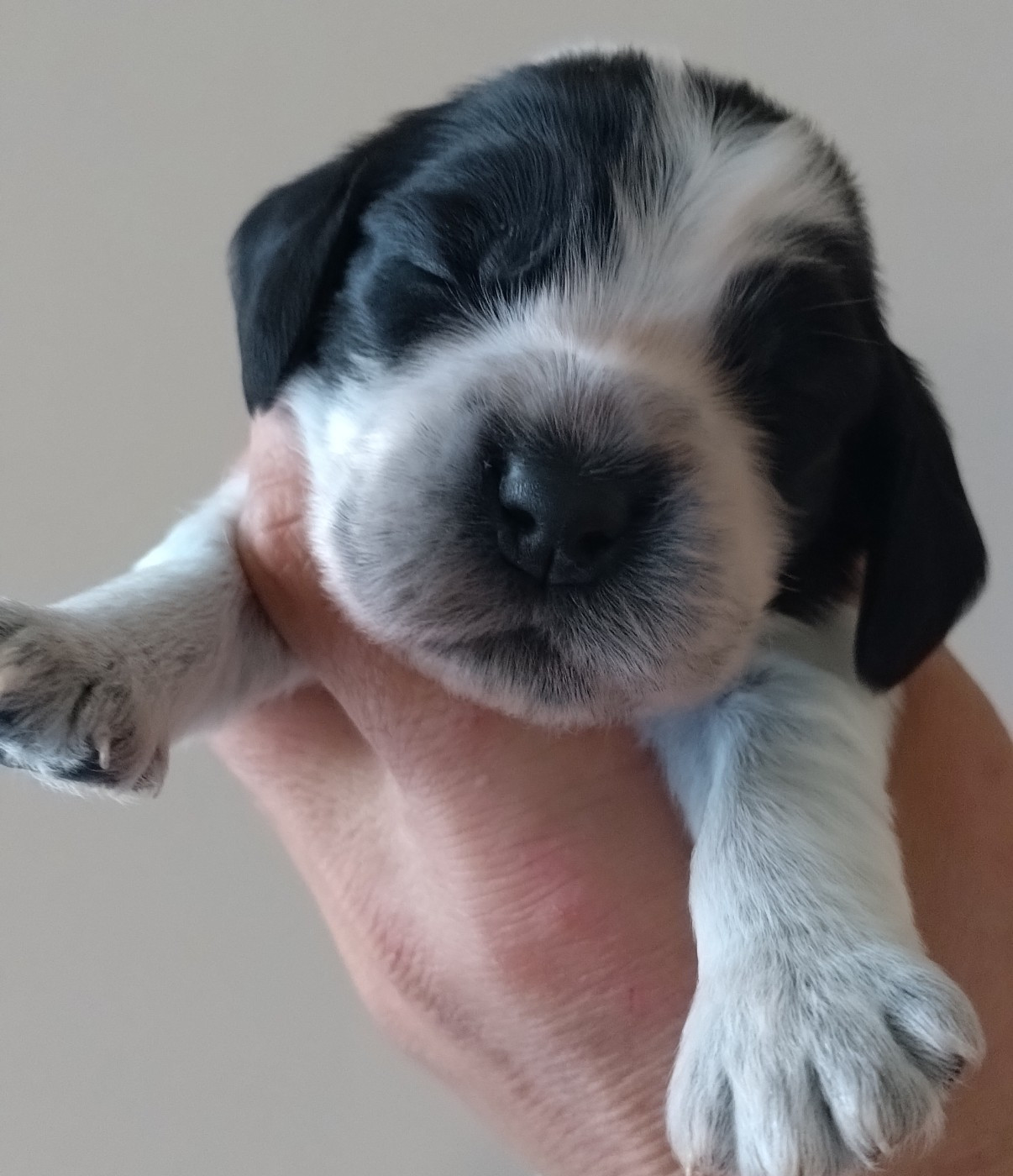 Du Clos Des Belles Oreilles - Chiots disponibles - Cocker Spaniel Anglais