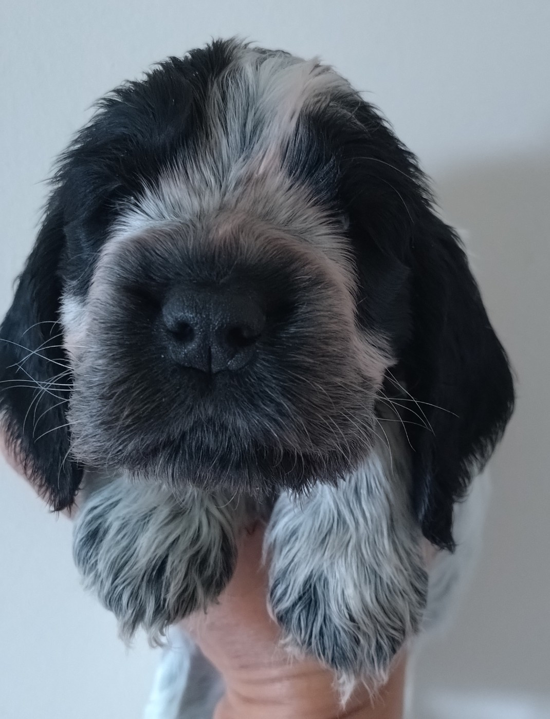 Du Clos Des Belles Oreilles - Chiots disponibles - Cocker Spaniel Anglais