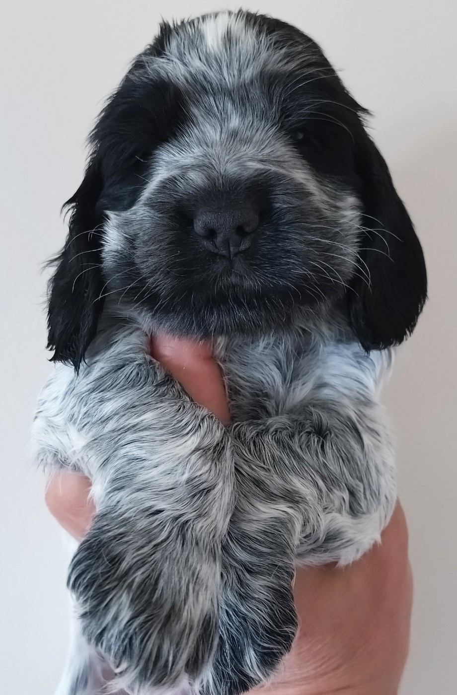 Du Clos Des Belles Oreilles - Chiots disponibles - Cocker Spaniel Anglais