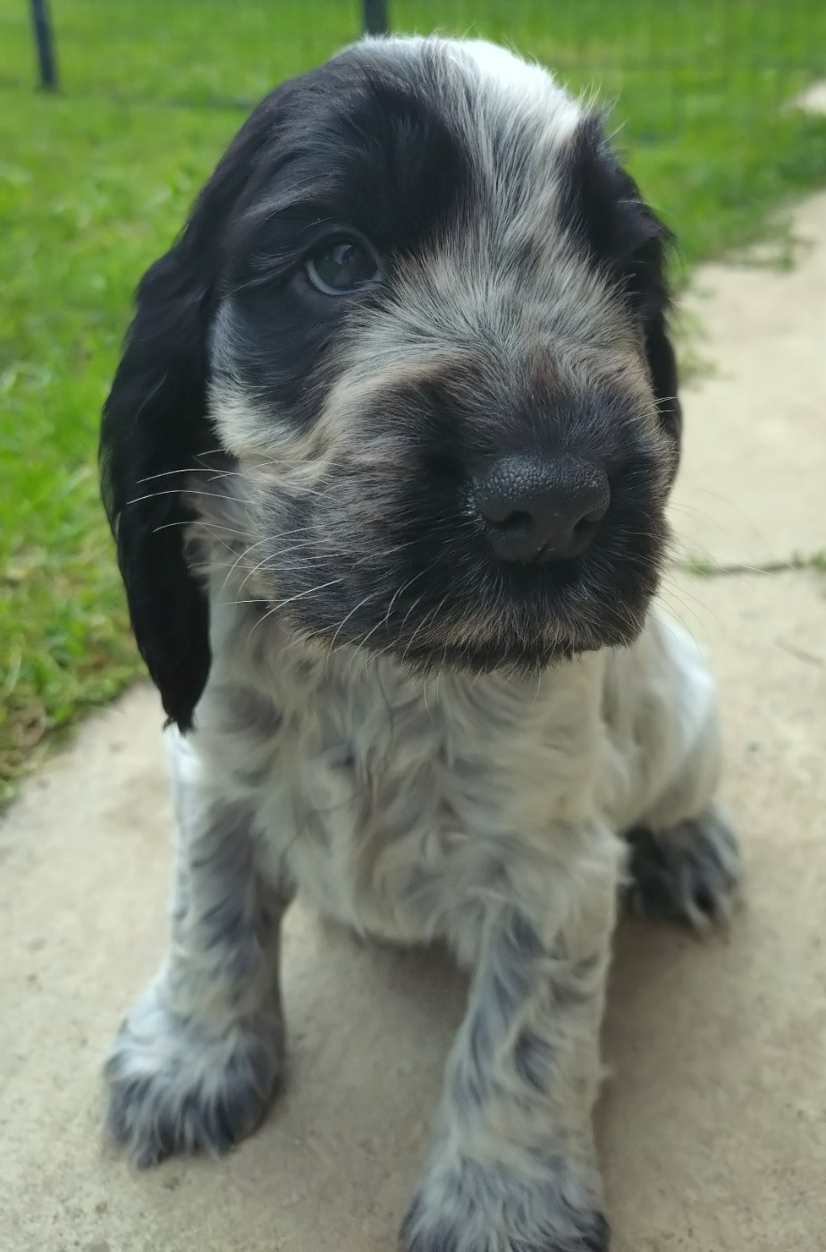 Du Clos Des Belles Oreilles - Chiots disponibles - Cocker Spaniel Anglais