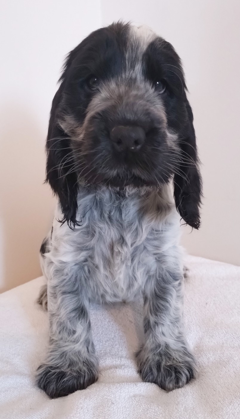 Du Clos Des Belles Oreilles - Chiots disponibles - Cocker Spaniel Anglais