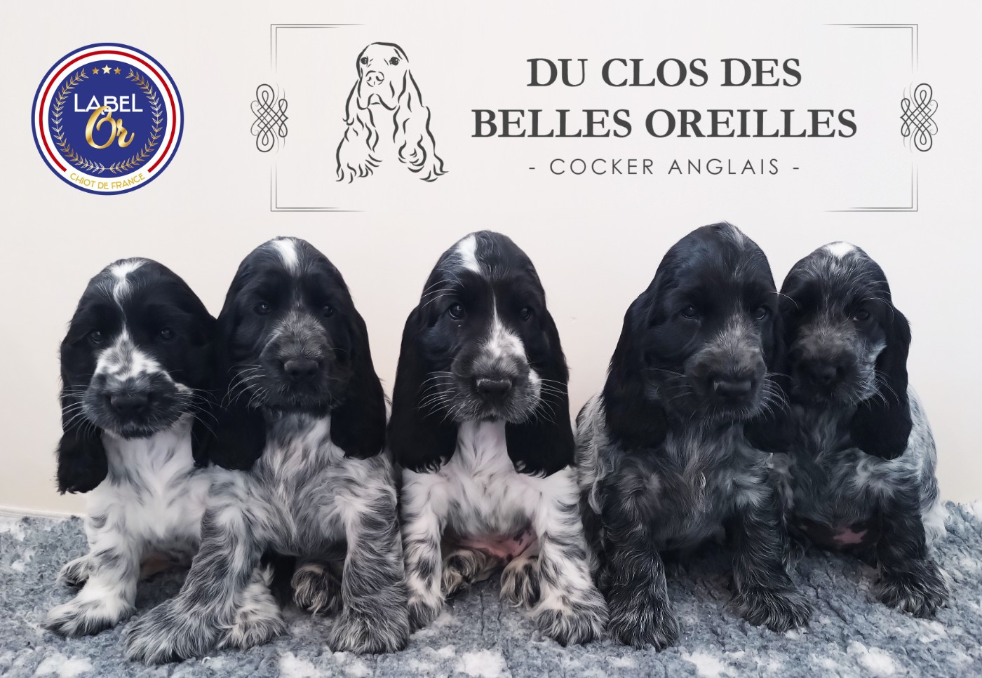 Du Clos Des Belles Oreilles - Cocker Spaniel Anglais - Portée née le 29/03/2026