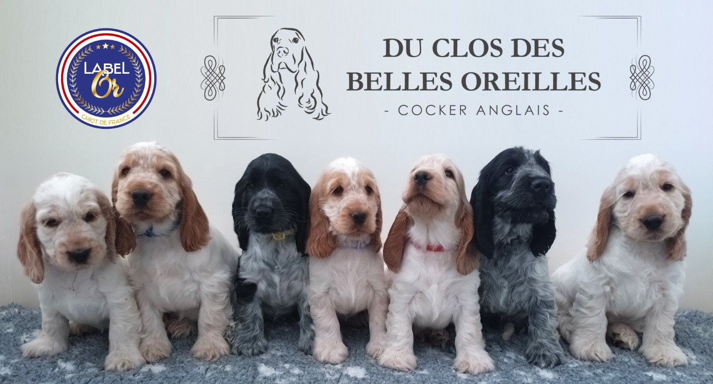 Du Clos Des Belles Oreilles - Cocker Spaniel Anglais - Portée née le 31/03/2026