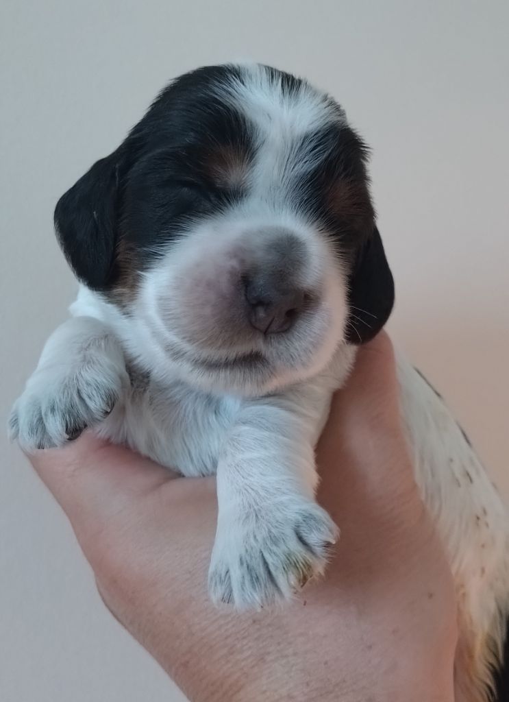 Du Clos Des Belles Oreilles - Chiots disponibles - Cocker Spaniel Anglais