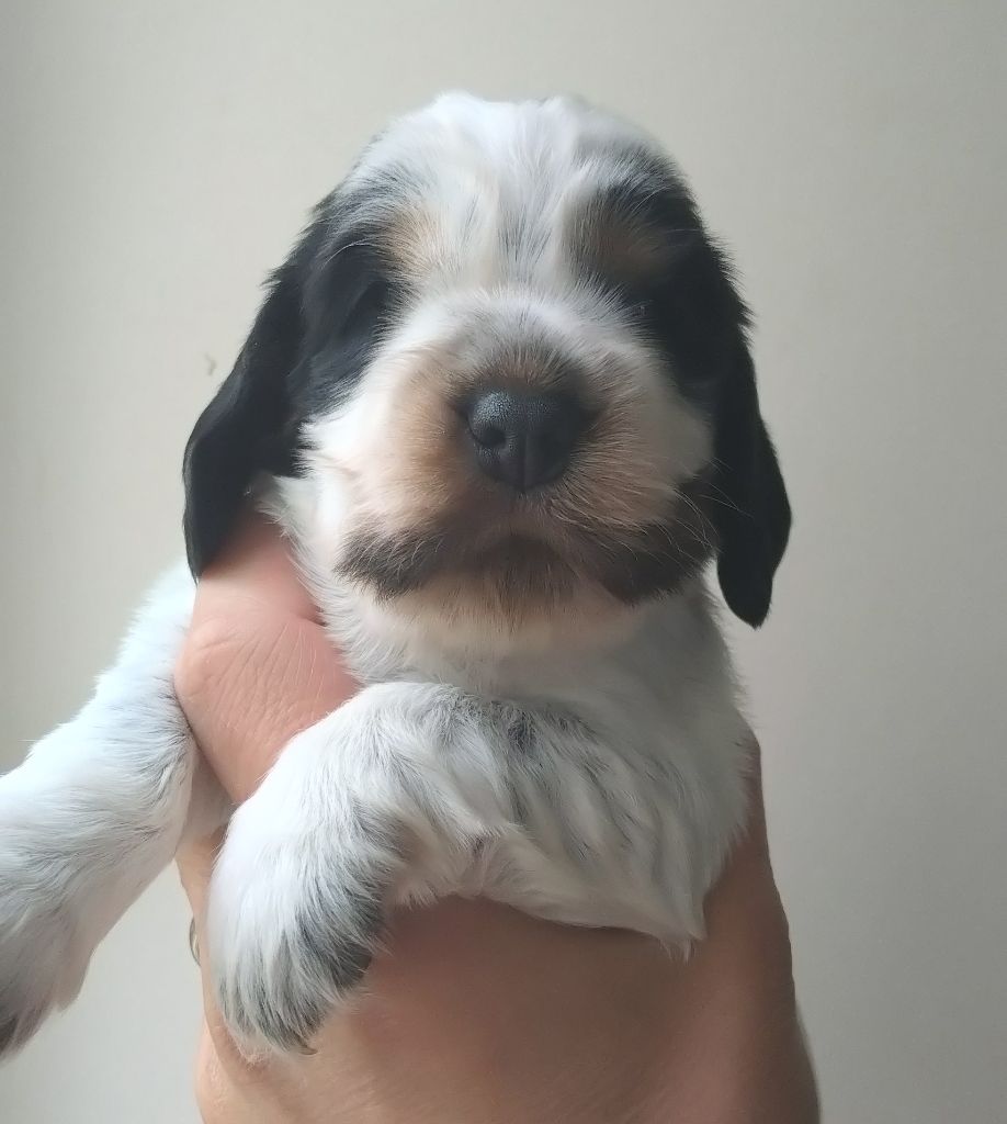 Du Clos Des Belles Oreilles - Chiots disponibles - Cocker Spaniel Anglais
