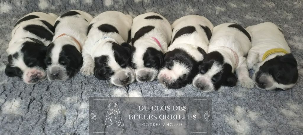 Chiot Cocker Spaniel Anglais Du Clos Des Belles Oreilles