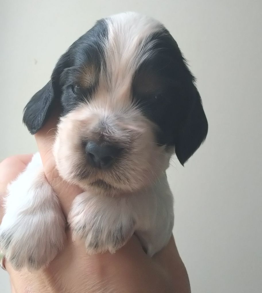 Du Clos Des Belles Oreilles - Chiots disponibles - Cocker Spaniel Anglais