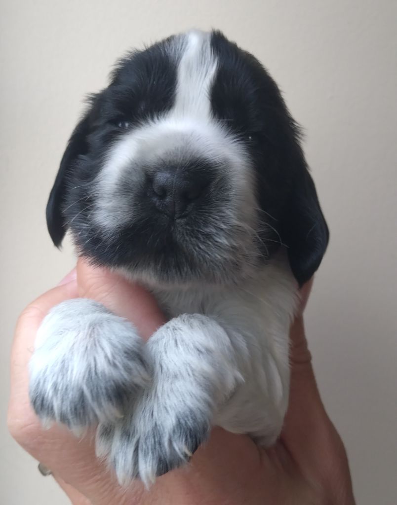 Du Clos Des Belles Oreilles - Chiots disponibles - Cocker Spaniel Anglais