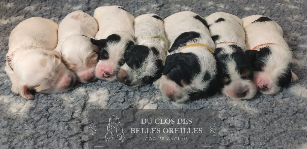 Chiot Cocker Spaniel Anglais Du Clos Des Belles Oreilles