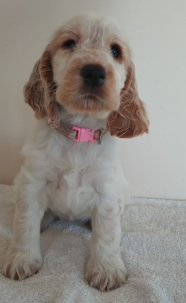 Du Clos Des Belles Oreilles - Chiots disponibles - Cocker Spaniel Anglais