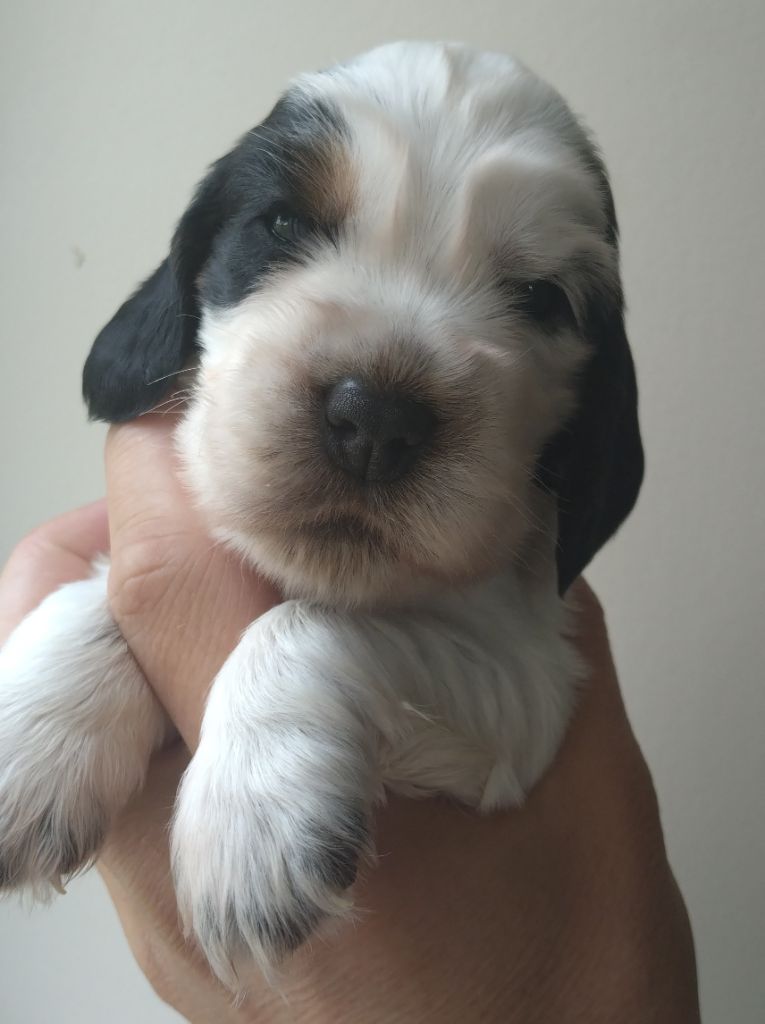 Du Clos Des Belles Oreilles - Chiots disponibles - Cocker Spaniel Anglais