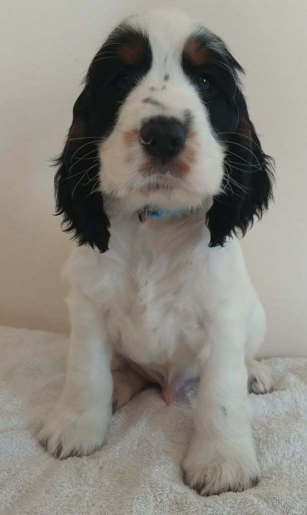 Du Clos Des Belles Oreilles - Chiots disponibles - Cocker Spaniel Anglais