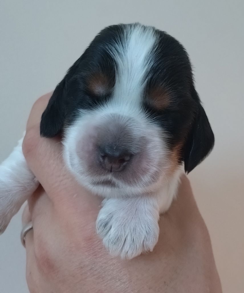 Du Clos Des Belles Oreilles - Chiots disponibles - Cocker Spaniel Anglais
