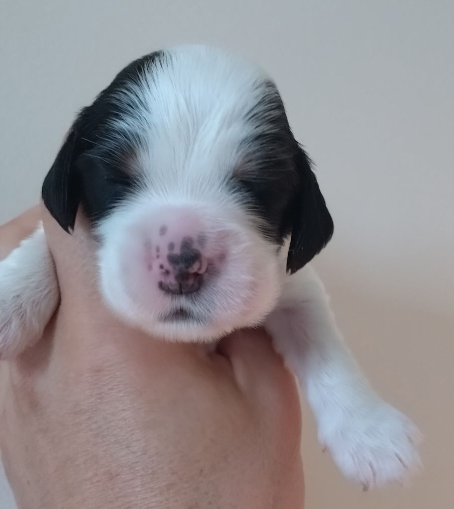 Du Clos Des Belles Oreilles - Chiots disponibles - Cocker Spaniel Anglais