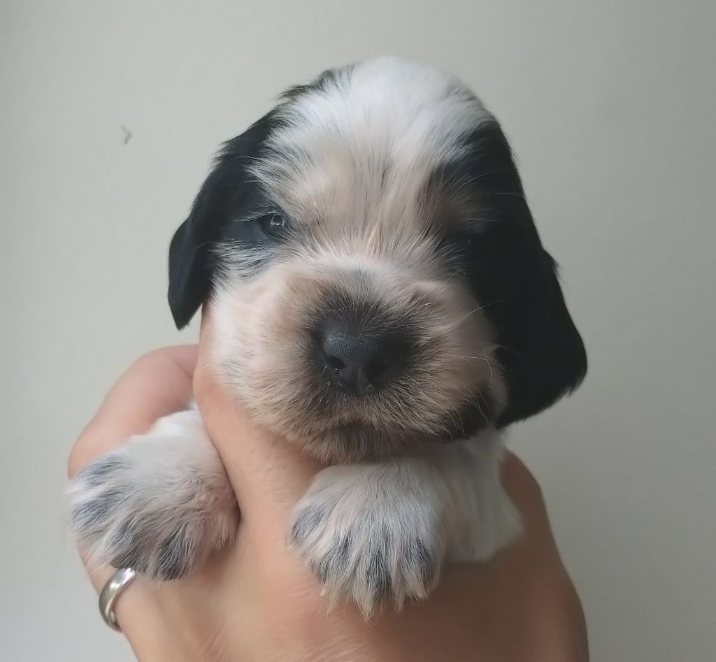 Du Clos Des Belles Oreilles - Chiots disponibles - Cocker Spaniel Anglais