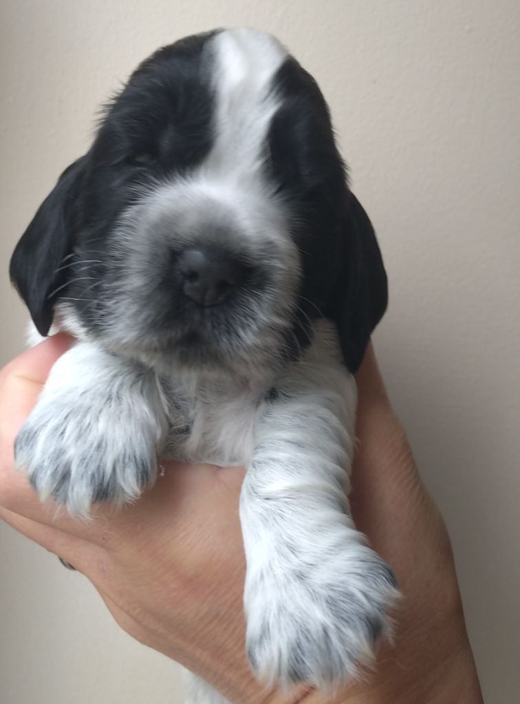 Du Clos Des Belles Oreilles - Chiots disponibles - Cocker Spaniel Anglais