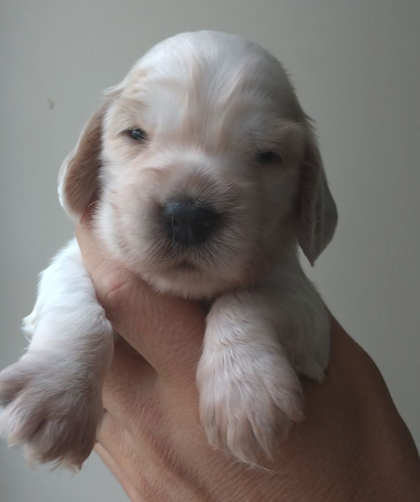 Du Clos Des Belles Oreilles - Chiots disponibles - Cocker Spaniel Anglais