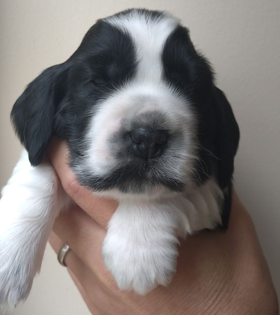 Du Clos Des Belles Oreilles - Chiots disponibles - Cocker Spaniel Anglais