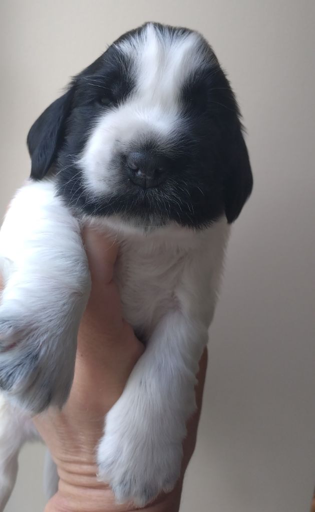 Du Clos Des Belles Oreilles - Chiots disponibles - Cocker Spaniel Anglais