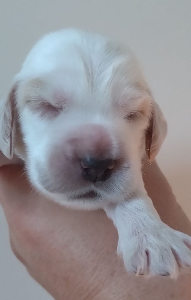 Du Clos Des Belles Oreilles - Chiots disponibles - Cocker Spaniel Anglais