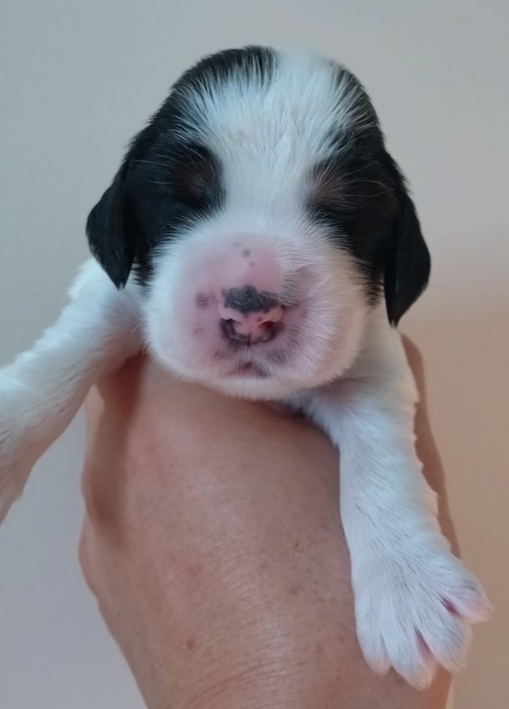 Du Clos Des Belles Oreilles - Chiots disponibles - Cocker Spaniel Anglais
