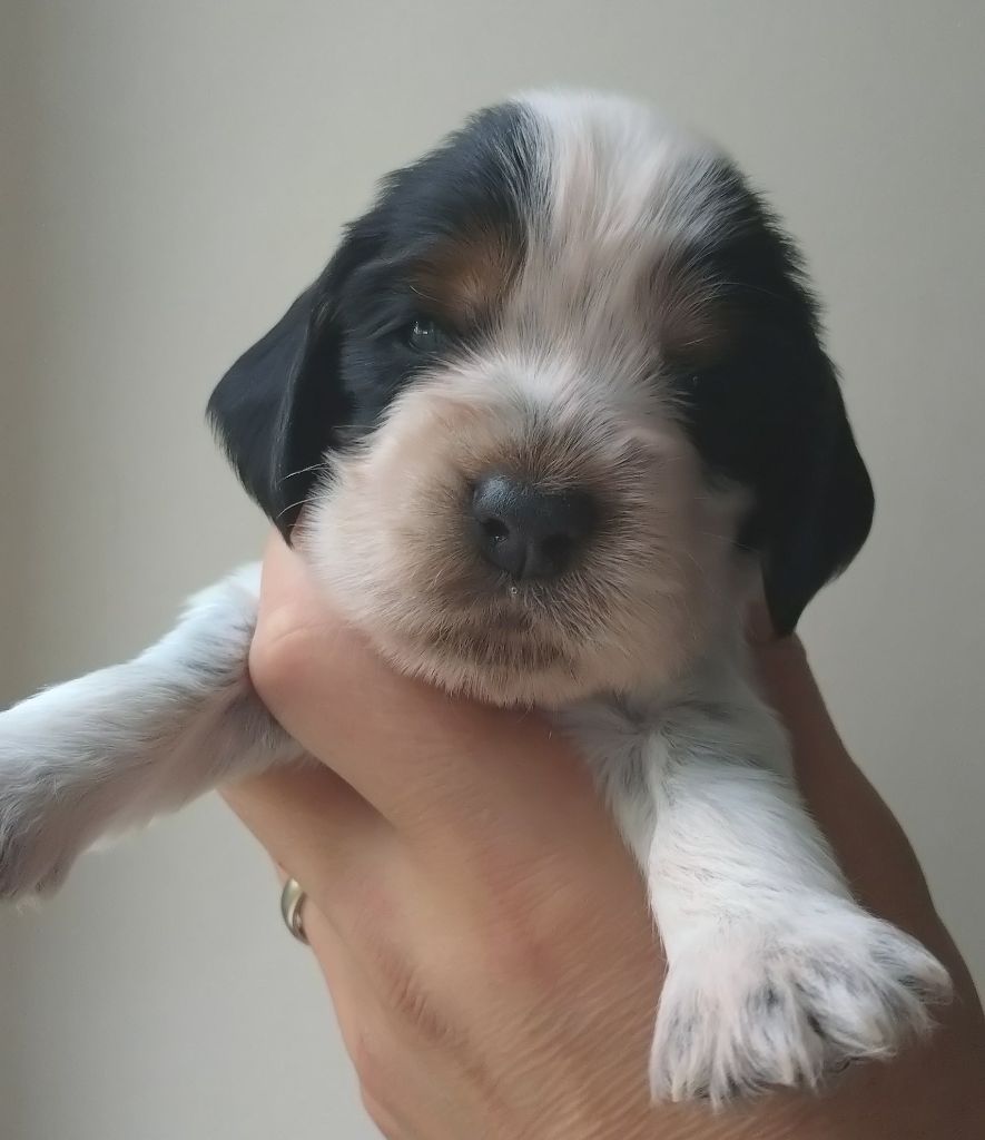 Du Clos Des Belles Oreilles - Chiots disponibles - Cocker Spaniel Anglais