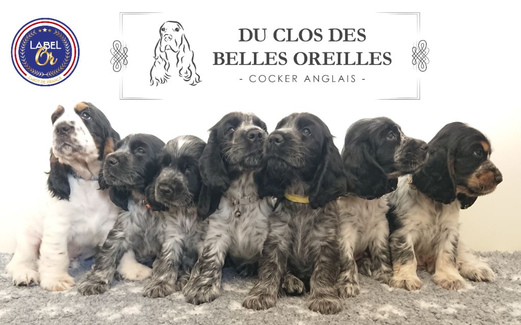 Du Clos Des Belles Oreilles - Cocker Spaniel Anglais - Portée née le 24/05/2023